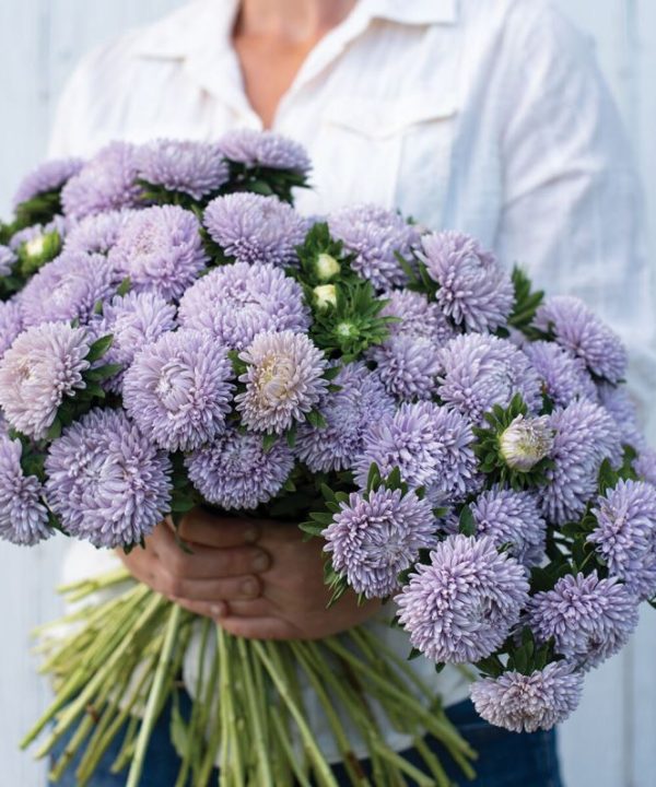 Lady Coral Lavender - China Aster Seed