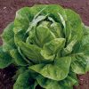 Jericho - Organic Lettuce Seed
