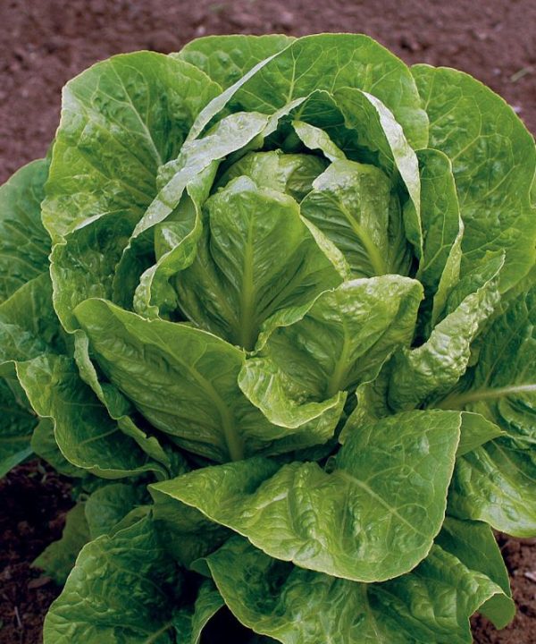 Jericho - Organic Lettuce Seed