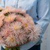 Valkyrie Brunhilde Chamois - China Aster Seed
