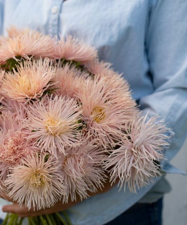 Valkyrie Brunhilde Chamois - China Aster Seed