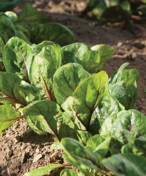 Red Kitten - (F1) Spinach Seed