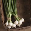 Pompeii - Onion Seed