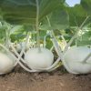 Beas - (F1) Kohlrabi Seed