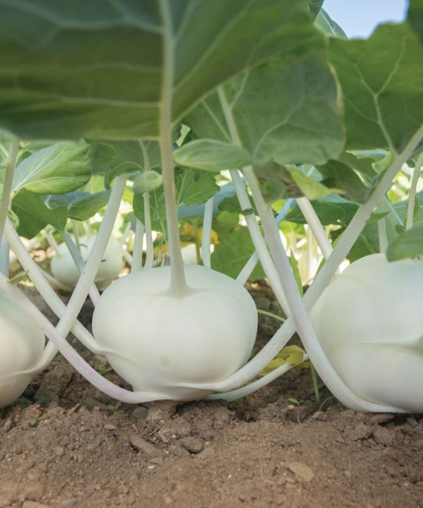 Beas - (F1) Kohlrabi Seed