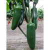 Jedi - (F1) Jalape?o Pepper Seed