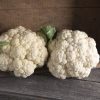 Mardi - Organic (F1) Cauliflower