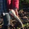 White Spear - Parsnip Seed