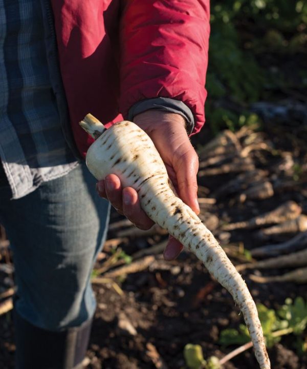 White Spear - Parsnip Seed