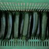 Desert - Organic (F1) Zucchini Squash Seed