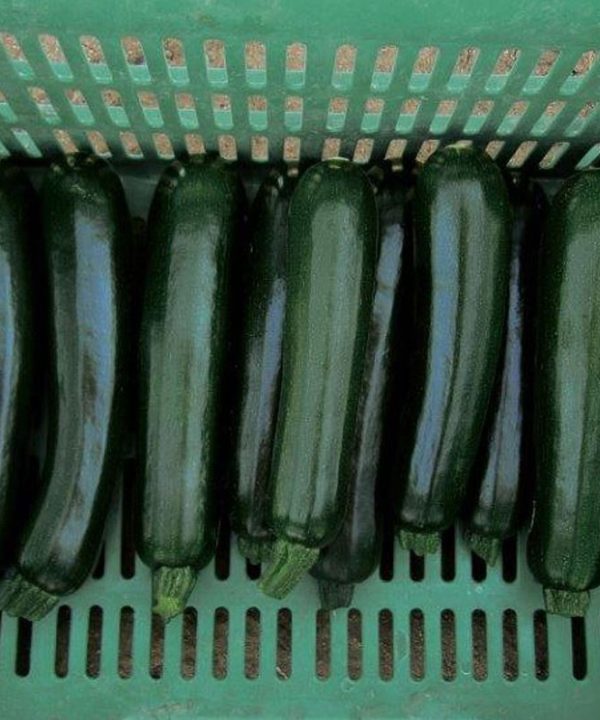 Desert - Organic (F1) Zucchini Squash Seed