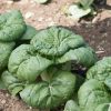 Asian Delight - Bok Choy Seeds