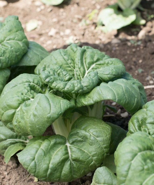 Asian Delight - Bok Choy Seeds
