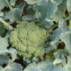 Emerald Crown - (F1) Broccoli Seed