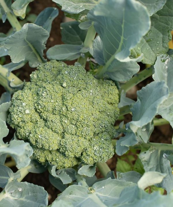 Emerald Crown - (F1) Broccoli Seed