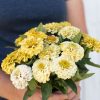Oklahoma Ivory - Organic Zinnia Seed