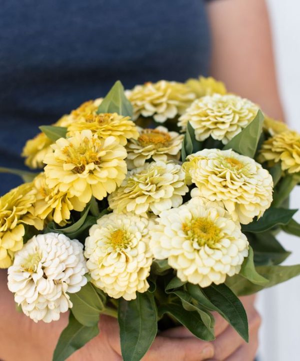 Oklahoma Ivory - Organic Zinnia Seed