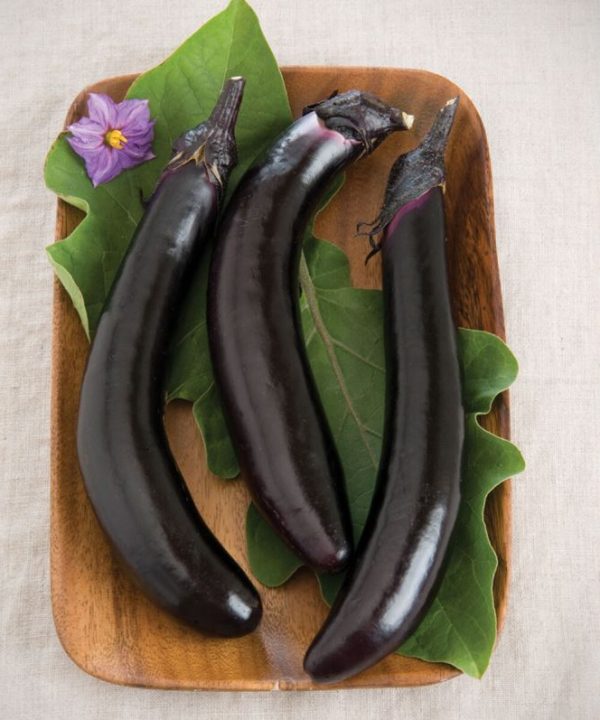 Orient Express - (F1) Eggplant Seed