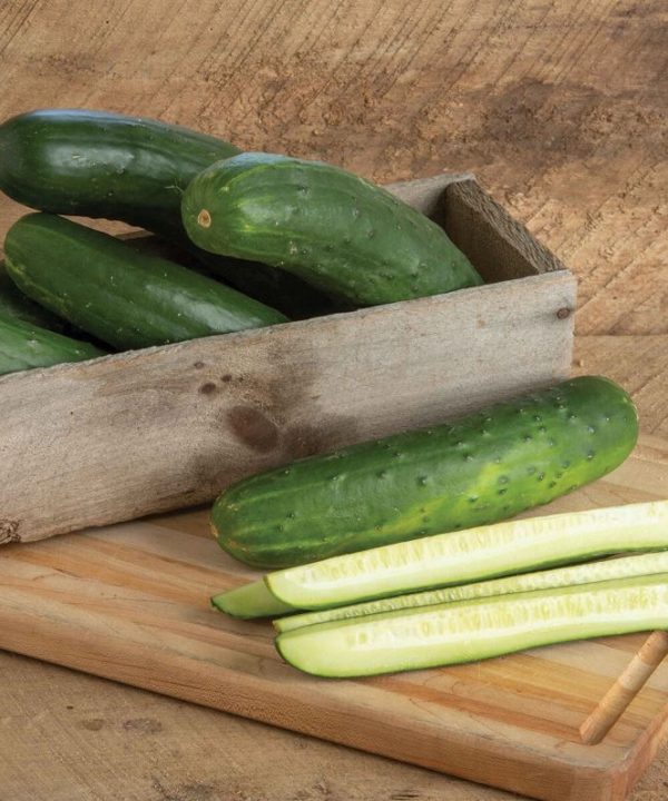 Bristol - (F1) Cucumber Seed
