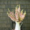 Pink Gin - Digitalis Seed