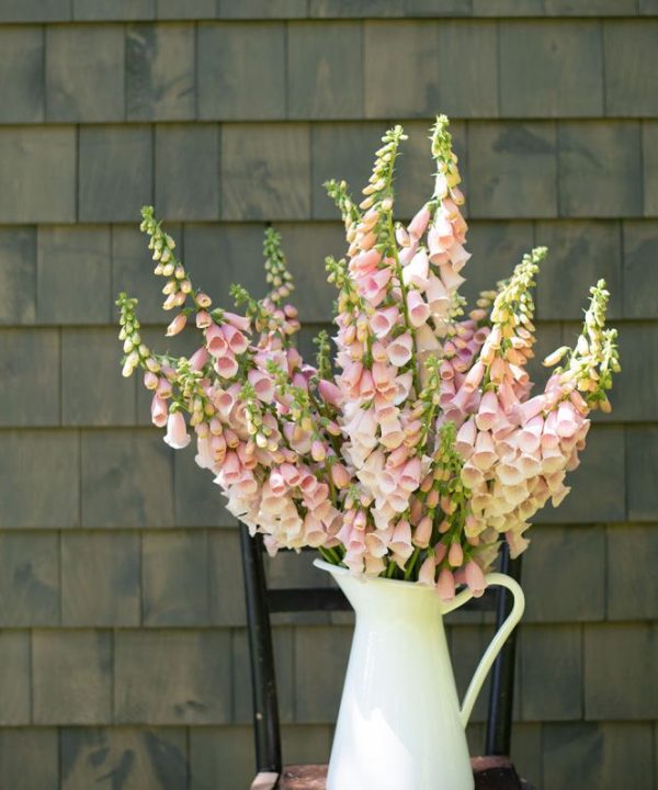Pink Gin - Digitalis Seed