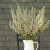 Cafe Creme - Digitalis Seed