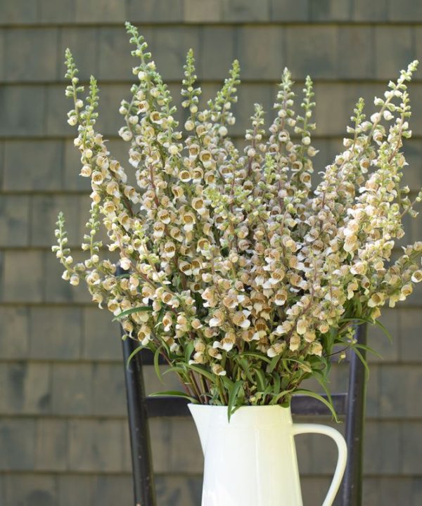 Cafe Creme - Digitalis Seed