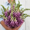 Sugar Plum - Digitalis Seed