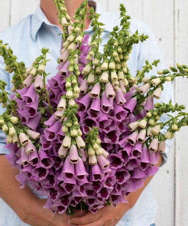 Sugar Plum - Digitalis Seed
