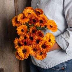 Alpha Calendula