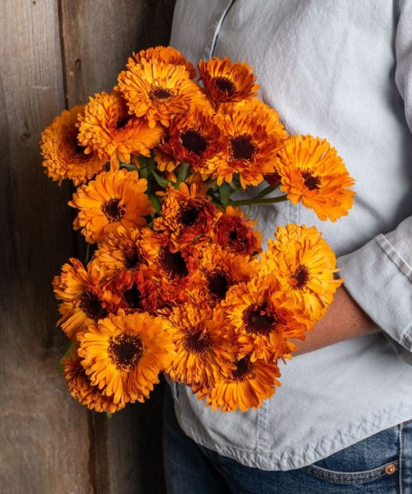 Orange Button - Calendula Seed