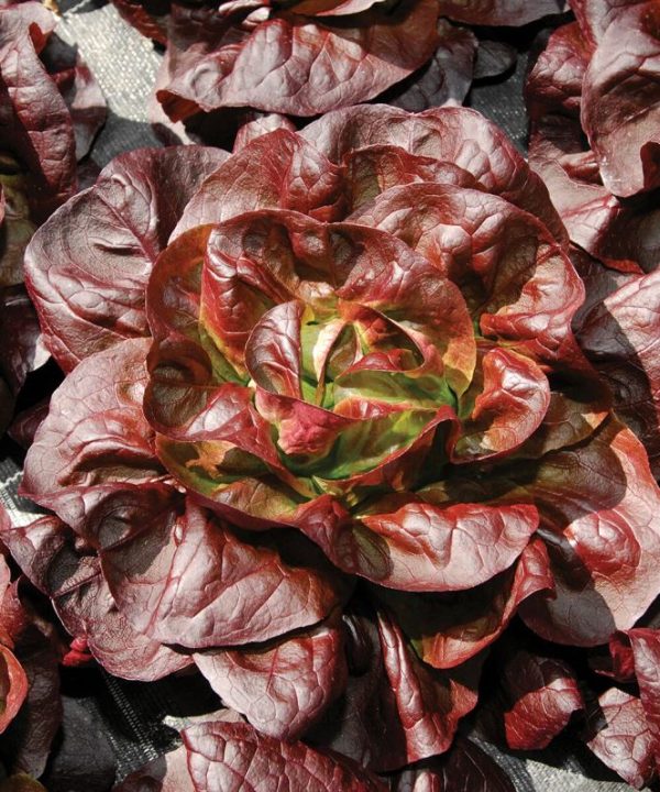 Teodore - Lettuce Seed