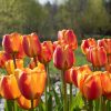 Apeldoorn's Elite - Tulip Bulb