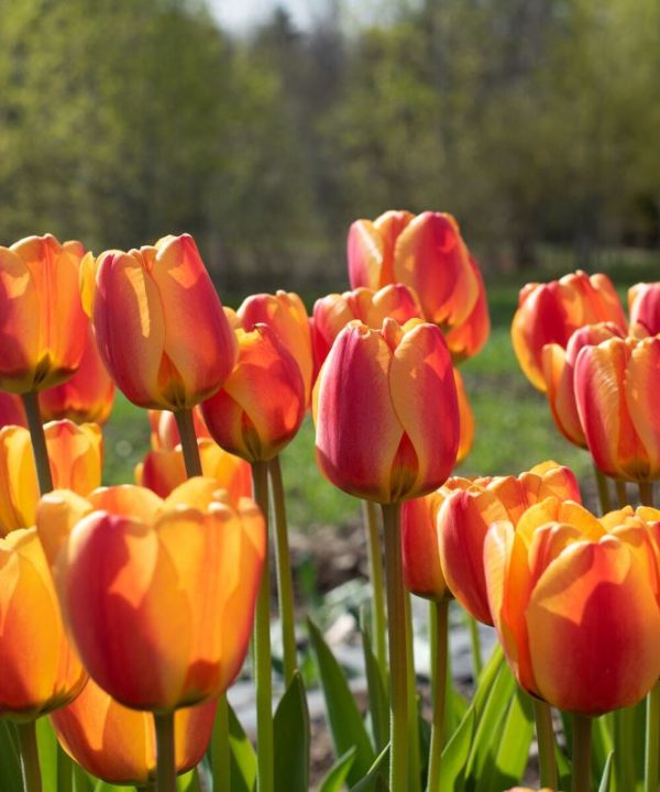 Apeldoorn's Elite - Tulip Bulb