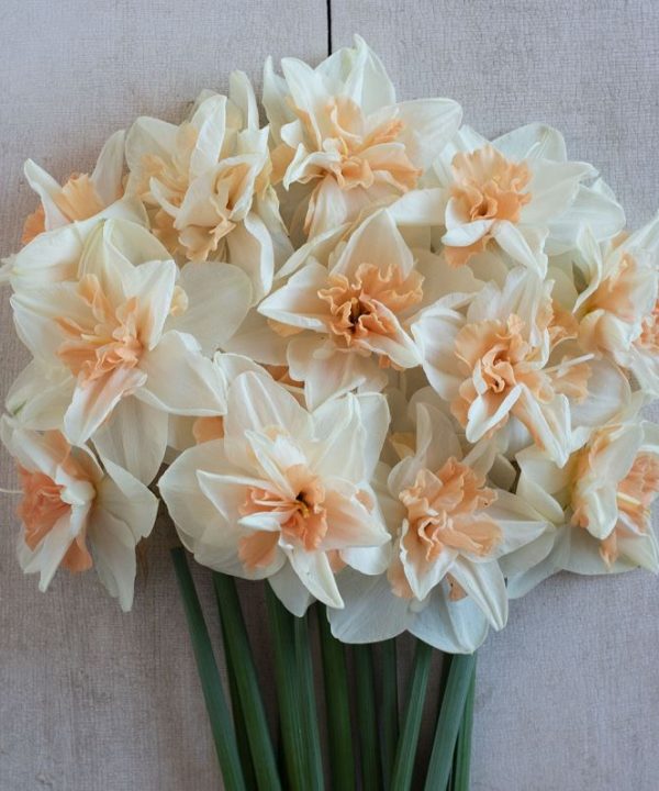Rosy Cloud - Narcissus Bulb