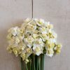 Cheerfulness - Narcissus Bulb