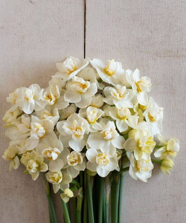 Cheerfulness - Narcissus Bulb