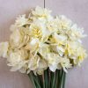 Obdam - Narcissus Bulb
