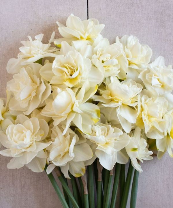 Obdam - Narcissus Bulb