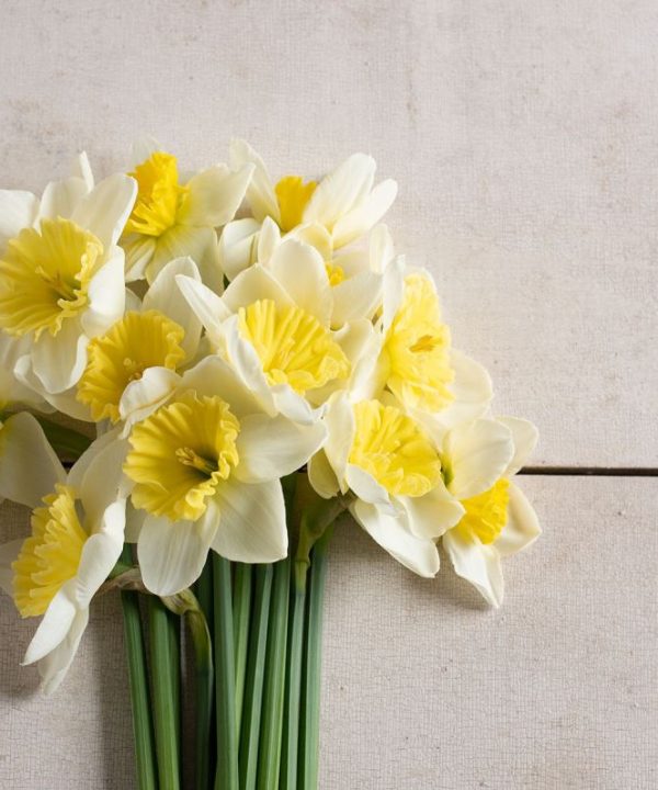 Ice Follies - Narcissus Bulb