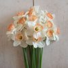 Pink Charm - Narcissus Bulb