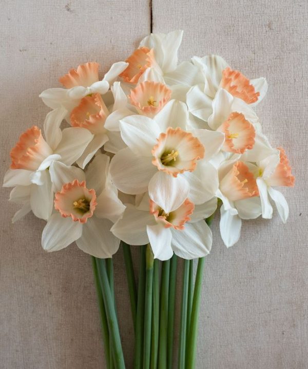 Pink Charm - Narcissus Bulb