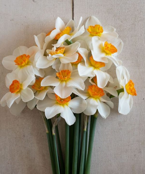 Barrett Browning - Narcissus Bulb