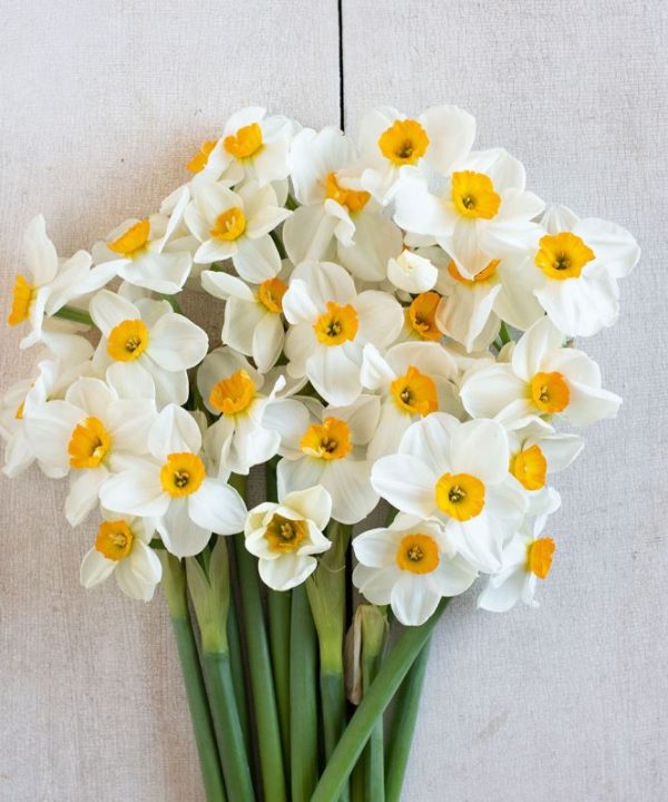 Geranium - Narcissus Bulb