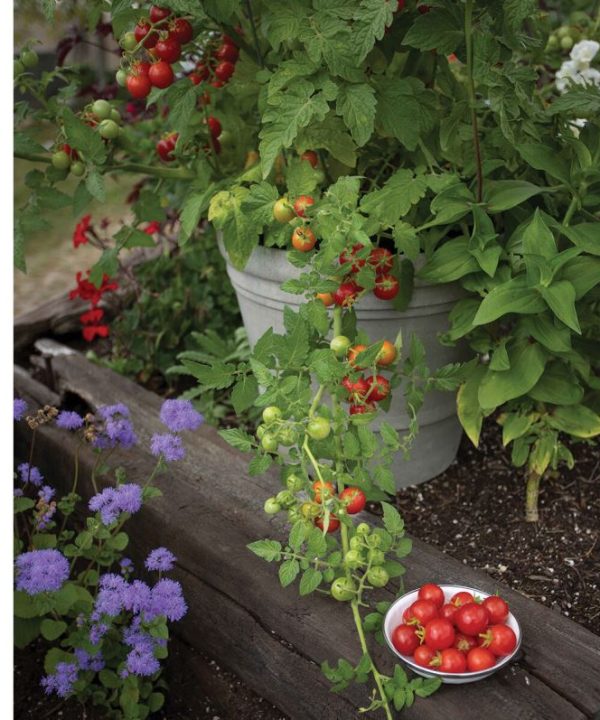 Tidy Treats - (F1) Tomato Seed