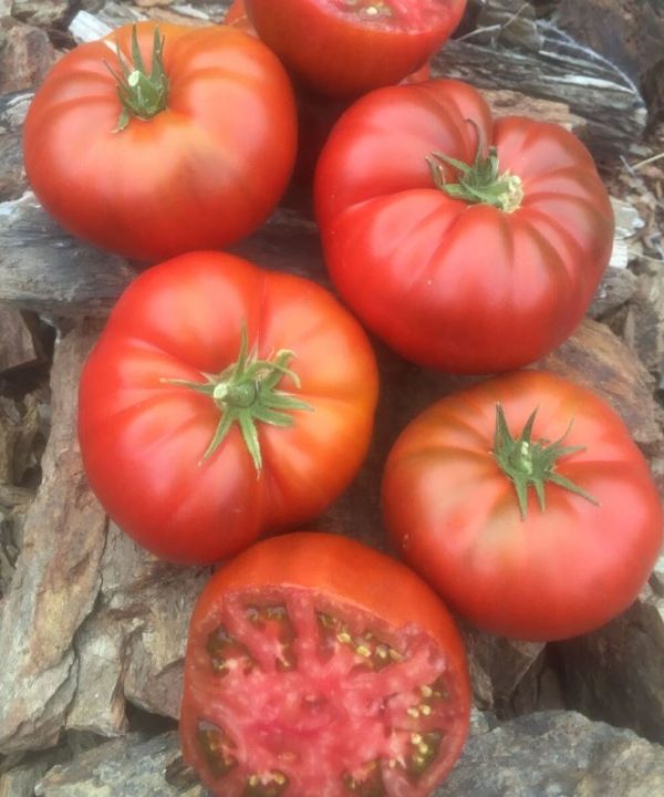 Tasmanian Chocolate - Organic Tomato Seed