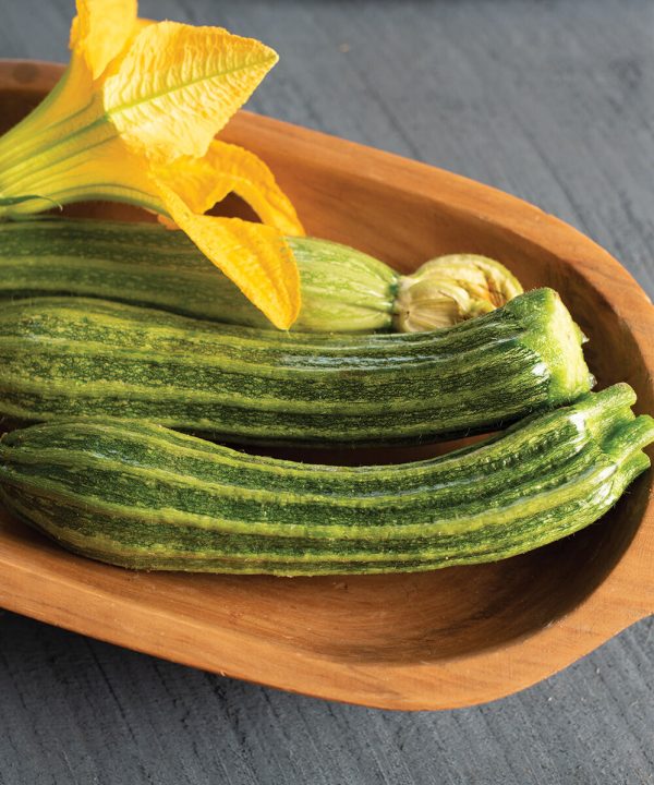 Pantheon - Film-Coated (F1) Zucchini Squash Seed