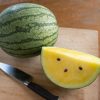 Sureness - (F1) Melon Seed