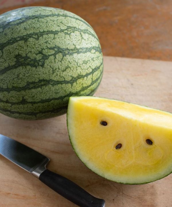 Sureness - (F1) Melon Seed