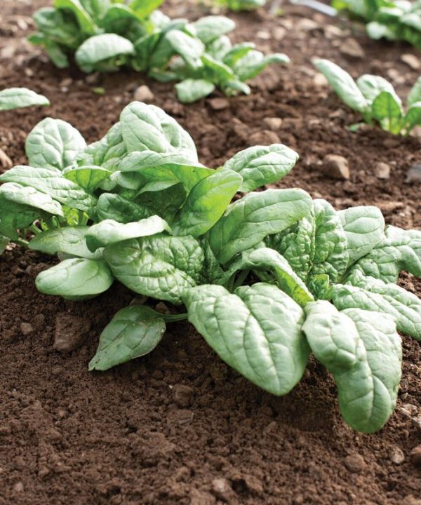 Acadia - Organic (F1) Spinach Seed